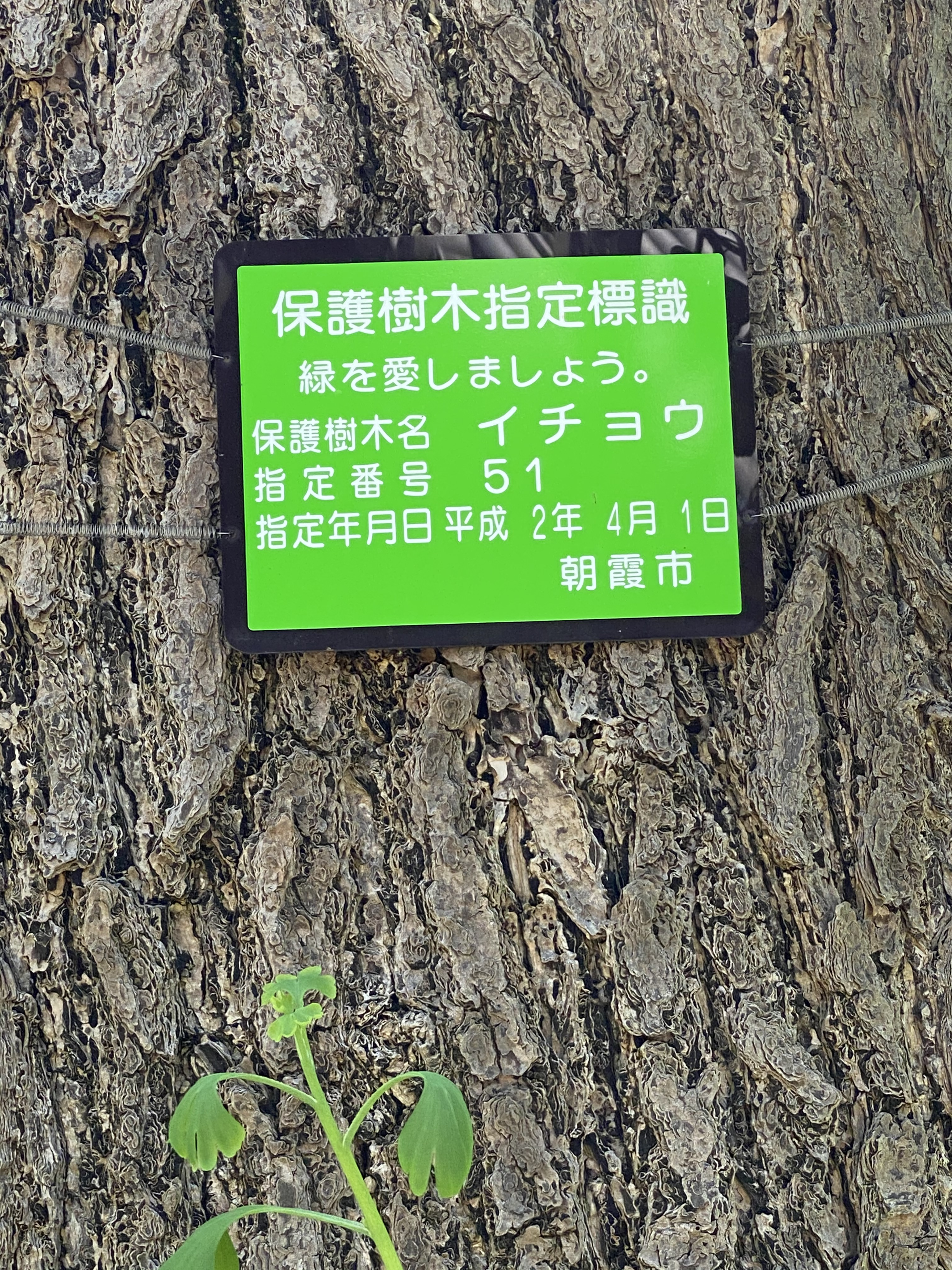 保護樹木指定標識　緑を愛しましょう。保護樹木名　イチョウ　指定番号　５１　指定年月日平成2年4月1日　朝霞市